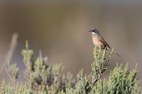 Spectacled Warbler