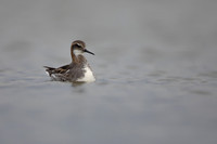 Red-necked Phalarope, River Laxa,  Iceland, June 2022