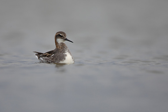 Red-necked Phalarope, River Laxa,  Iceland, June 2022