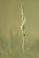 Autumn Lady's-tresses