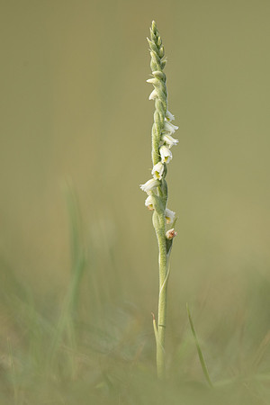 Autumn Lady's Tresses, Old Down, September 2022