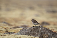 Purple Sandpiper, Raufarhofn, June 2022