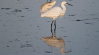 Little Egret, Oroklini Lake 2014