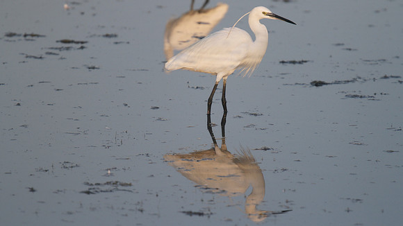 Little Egret, Oroklini Lake 2014
