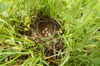 Corn Bunting, Marshfield, June 2020