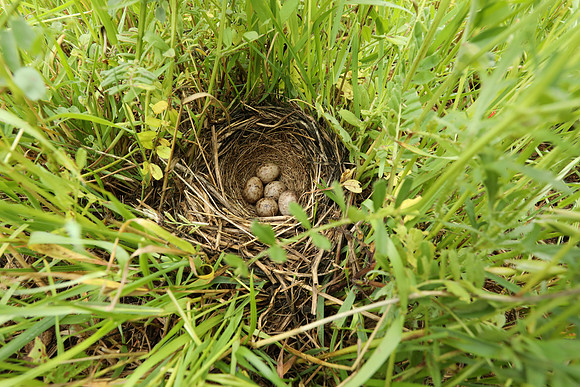 Corn Bunting, Marshfield, June 2020