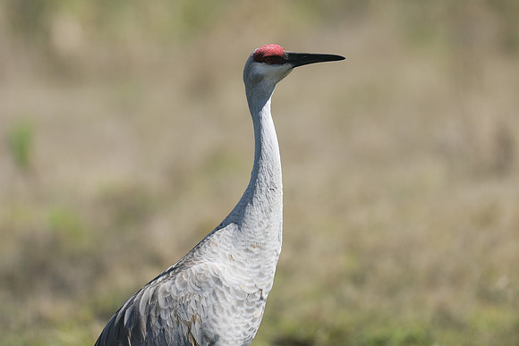 Sandhill Crane , Florida, February 2020