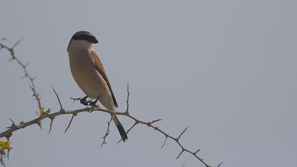 Red-backed Shrike, Cape Greco 2014