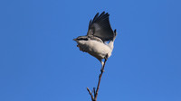 Great Grey Shrike, Crabtree Hill, March 2015