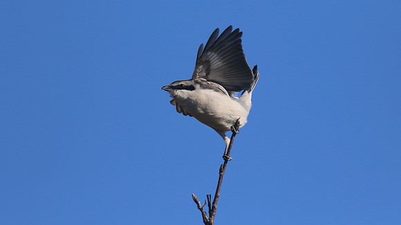 Great Grey Shrike, Crabtree Hill, March 2015
