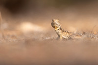 Cyprus Rock Agama, Cape Grecko, Cyprus, July 2024