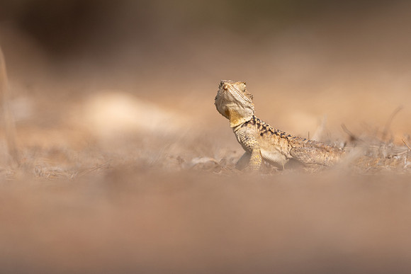 Cyprus Rock Agama, Cape Grecko, Cyprus, July 2024