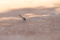 Northern Banded Grounding, (female) Achna Dam, Cyprus, July 2024