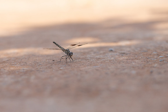 Northern Banded Grounding, (female) Achna Dam, Cyprus, July 2024