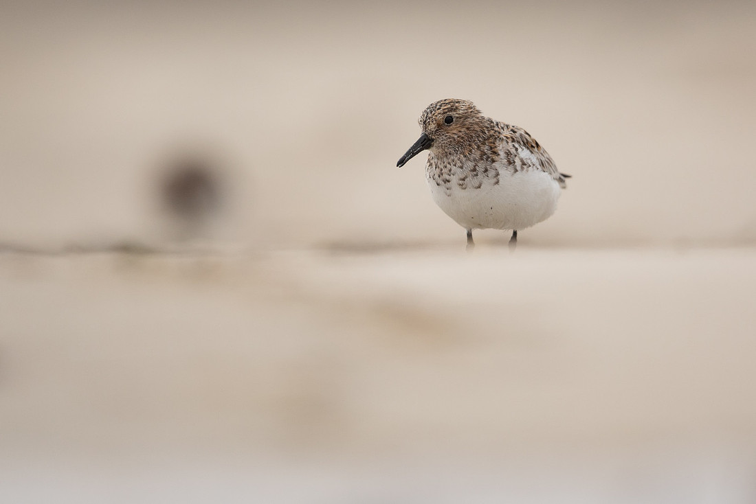 Sanderling, Raufarhofn, Iceland, June 2022