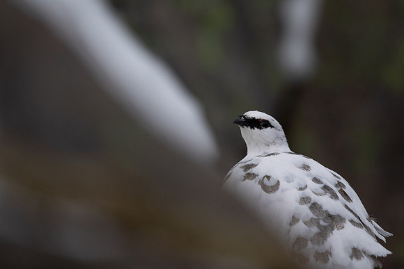 Ptarmigan, Cairngorms, January 2022