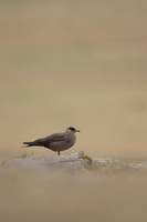 Arctic Skua,Snæfellsnes peninsula, Iceland, June 2022