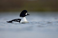 Barrow's Goldeneye,  River Laxa, Iceland, May 2022