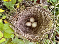 Blackcap