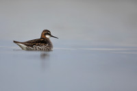 Red-necked Phalarope, River Laxa,  Iceland, June 2022