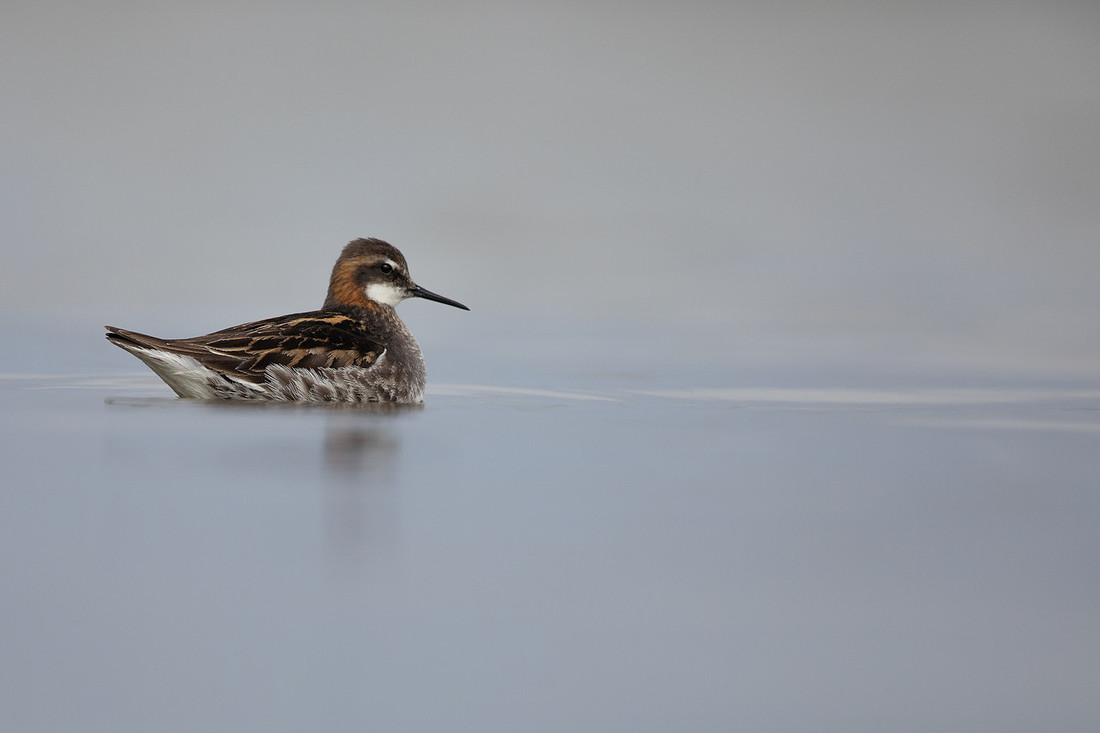 Red-necked Phalarope, River Laxa, Iceland, June 2022
