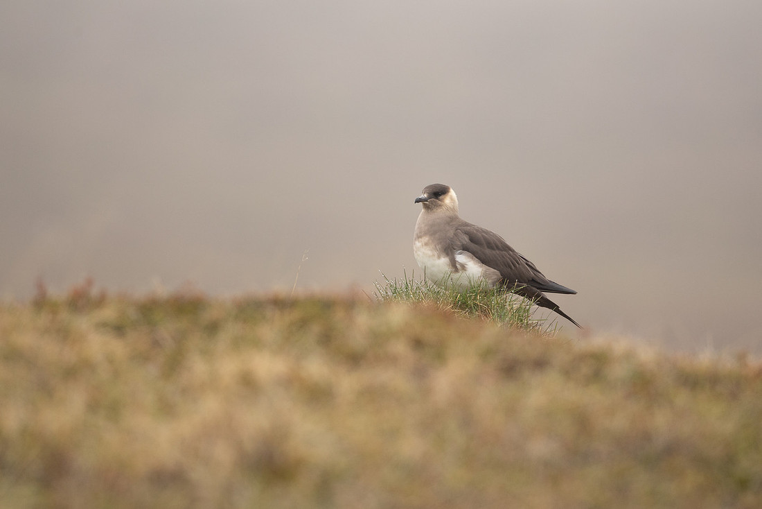 Arctic Skua( Light Phase), Iceland, May 2022