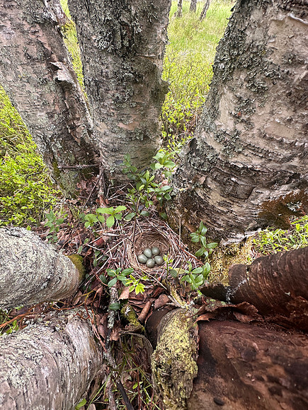 Redwing, Kuusamo, Finland, June 2025