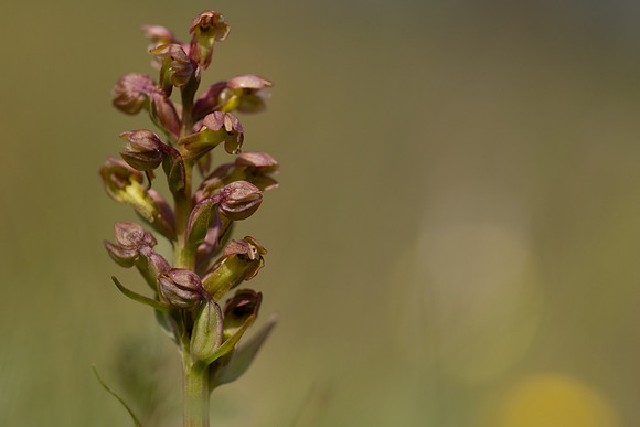 Frog Orchid, Morgans Hill, June 2024.