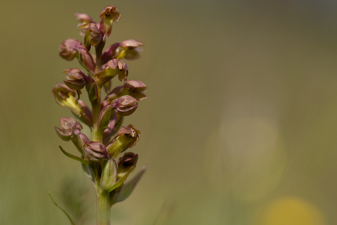 Frog Orchid, Morgans Hill, June 2024.