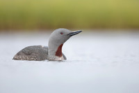 Red-throated Diver, Floi, Iceland, June 2022