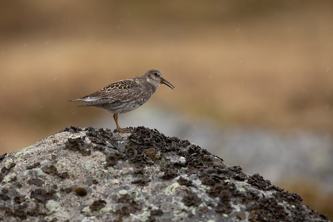 Purple Sandpiper, Raufarhofn, June 2022