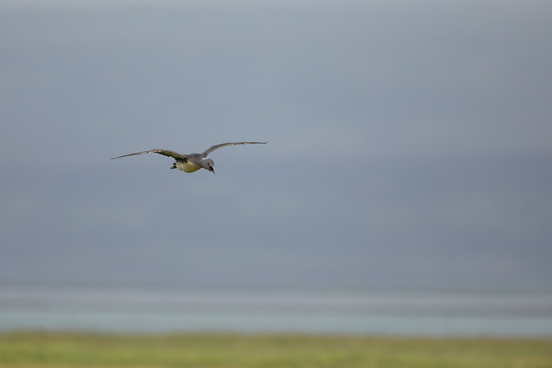 Red-throated Diver, Floi, Iceland, June 2022