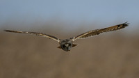 Short-eared Owl, Hawling, January 2015