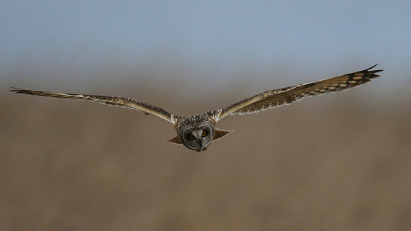 Short-eared Owl, Hawling, January 2015