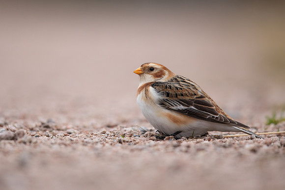 Snow Bunting, Cairngorms, February  2023