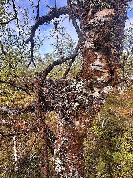 Redpoll, Sevettjjarvi, June 2025