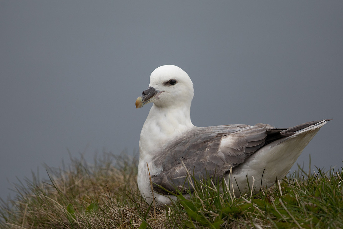 Fulmar, Iceland, June 2022.