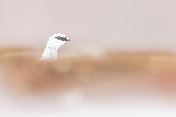 Ptarmigan, Cairngorms, February 2024
