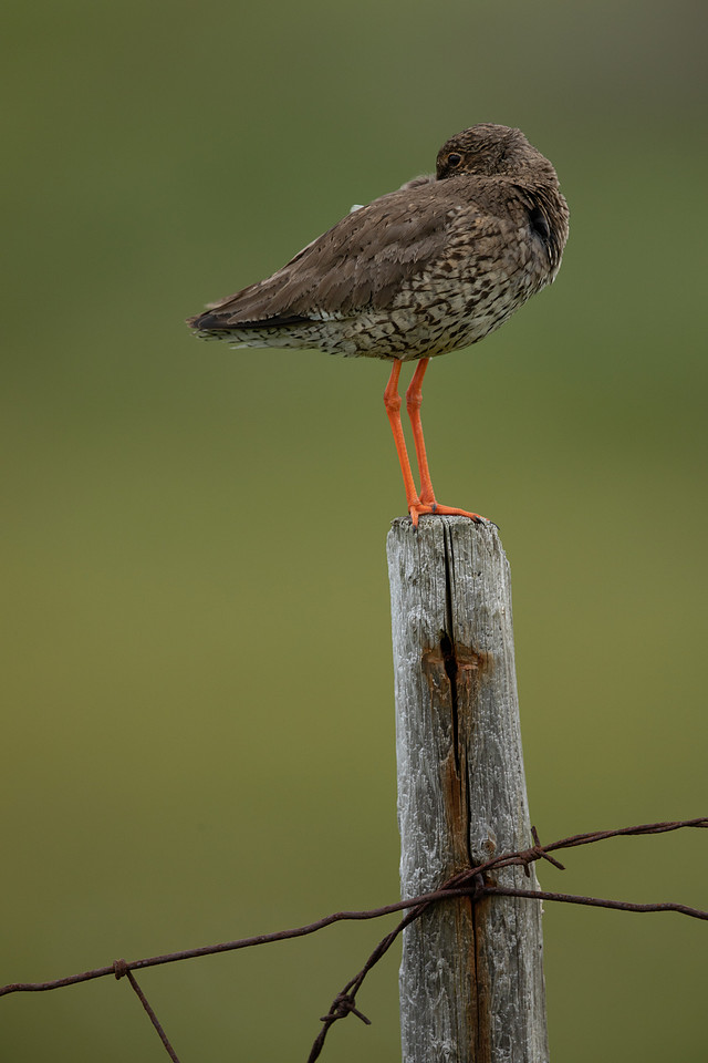 Common Redshank, Floi, Iceland, June 2022
