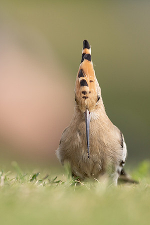 Hoopoe, Swansea, October 2024