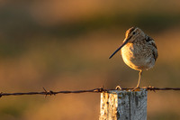 Common Snipe, Blondus,  Iceland, June 2022