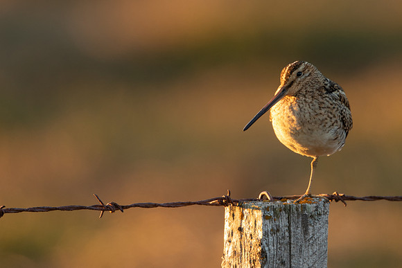 Common Snipe, Blondus,  Iceland, June 2022