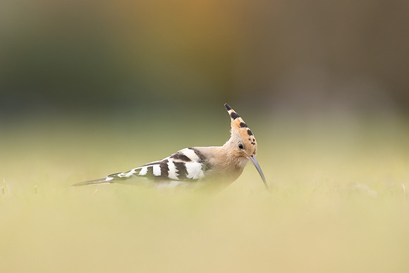 Hoopoe, Swansea, October 2024