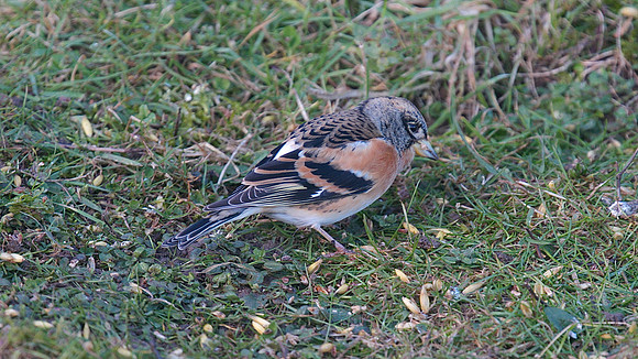 Brambling, Scaling Dam, January 2015