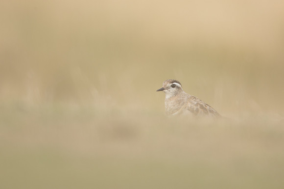 Dotterel, Cleeve Common, September 2022