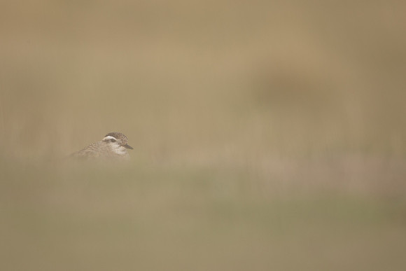 Dotterel, Cleeve Common, September 2022