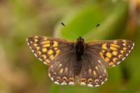Duke of Burgundy, Rodbrough Common, May 2021