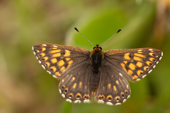 Duke of Burgundy, Rodbrough Common, May 2021