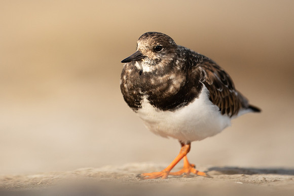 Turnstone, Lyme Regis, March 2022