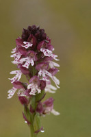Burnt Tip-orchid var. aestivalis, Ladle Hill, July 2024,